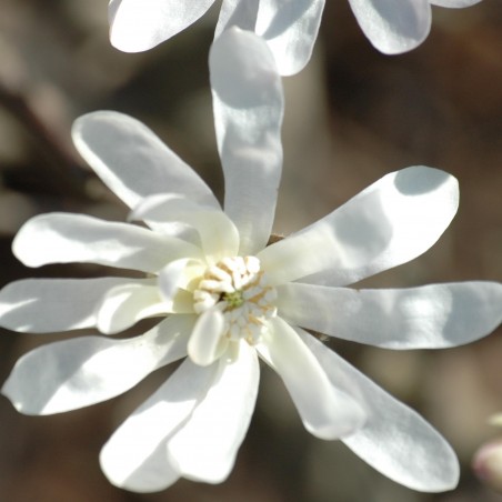 Magnolia Stelatta Royal Star - Jardins du Monde.be