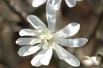 Magnolia Stelatta Royal Star - Jardins du Monde.be