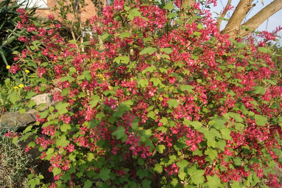 Rode ribes Scarlet - Ribes sanguineum Pulborough