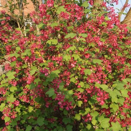 Groseillier à fleurs - Ribes sanguineum Pulborough Scarlet