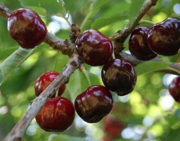 Cherry tree bigarreau Marmotte