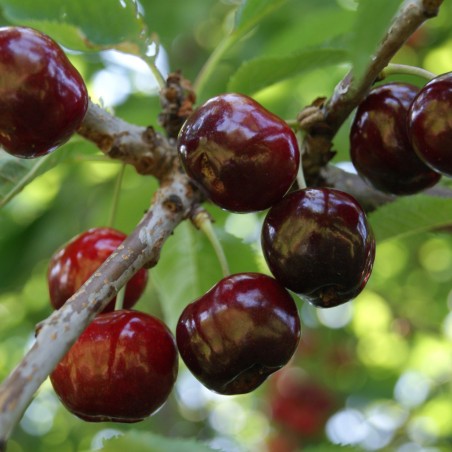 Süßkirsche bigarreau Marmotte - Prunus avium Marmotte