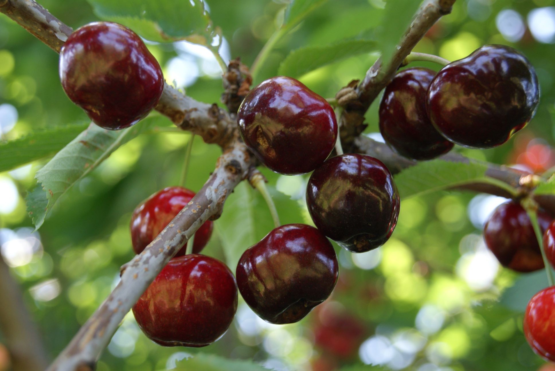 Cherry tree bigarreau Marmotte