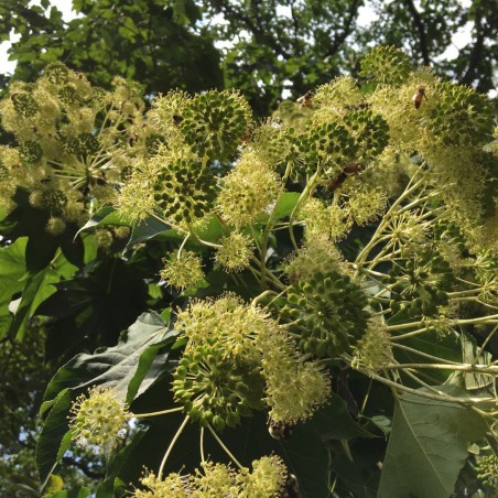 Kalopanax septemlobus - Plant Image Library from Boston, USA, CC BY-SA 2.0  via Wikimedia Commons