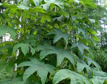 Kalopanax septemlobus - Krzysztof Ziarnek, Kenraiz, CC BY-SA 4.0, via Wikimedia Commons