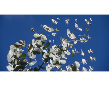Mostgummi-Eukalyptus - Eucalyptus Gunnii