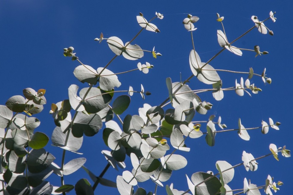 Mostgummi-Eukalyptus - Eucalyptus Gunnii