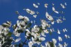Mostgummi-Eukalyptus - Eucalyptus Gunnii