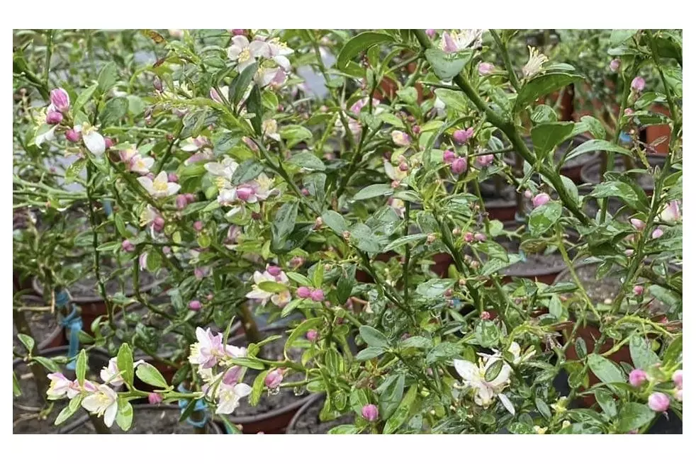 Citron caviar fleurs - Jardins du Monde.be