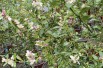 Citron caviar fleurs - Jardins du Monde.be
