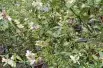 Citron caviar fleurs - Jardins du Monde.be