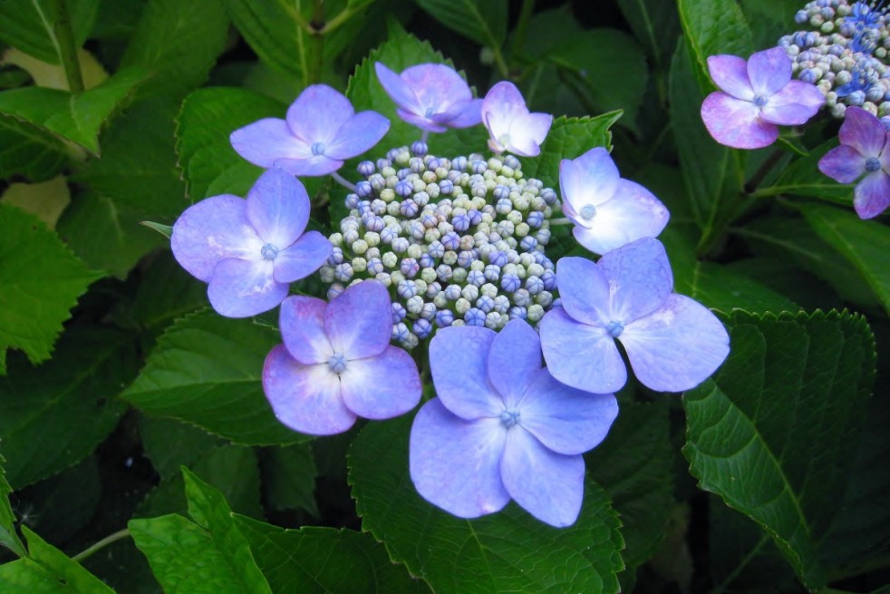 Hydrangea Macrophylla Bleaumeise Hydrangea Macrophylla Bleaumeise