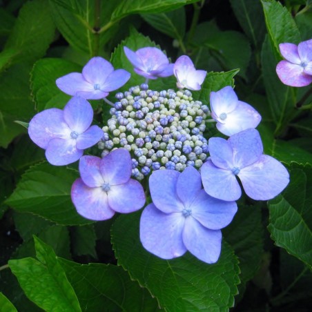 Hydrangea Macrophylla Bleaumeise