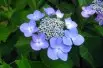 Hydrangea Macrophylla Bleaumeise