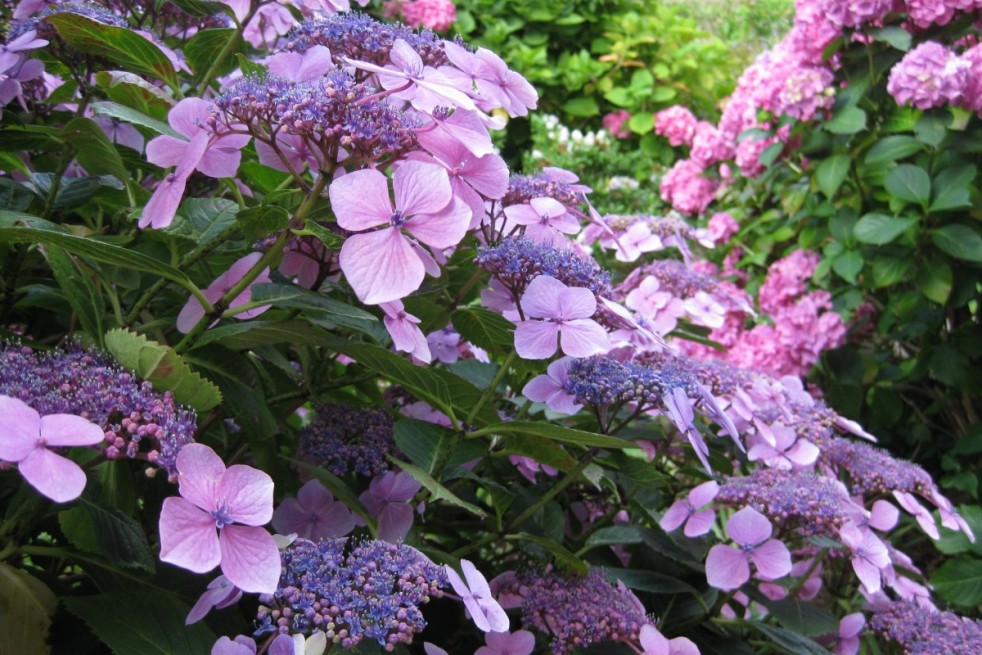 Hydrangea Macrophylla Bleaumeise Hydrangea Macrophylla Bleaumeise