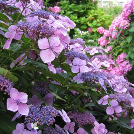 Hydrangea Macrophylla Bleaumeise
