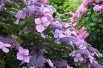 Hydrangea Macrophylla Bleaumeise