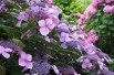 Hydrangea Macrophylla Bleaumeise