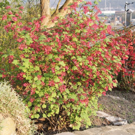 Blut-Johannisbeere Pulborough Scarlet - Ribes sanguineum Pulborough Scarlet