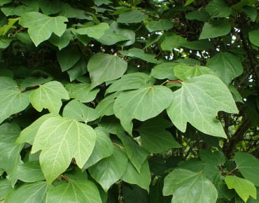 Lindera Obtusiloba - Krzysztof Ziarnek, Kenraiz, CC BY-SA 4.0, via Wikimedia Commons