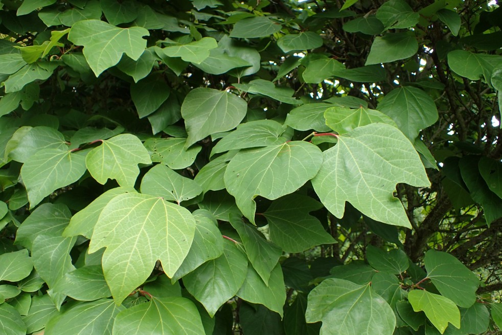 Lindera Obtusiloba - Krzysztof Ziarnek, Kenraiz, CC BY-SA 4.0, via Wikimedia Commons Lindera Obtusiloba - Krzysztof Ziarnek, Kenraiz, CC BY-SA 4.0, via Wikimedia Commons