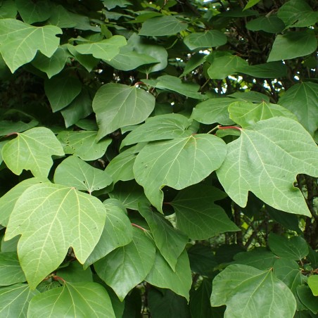 Lindera Obtusiloba - Krzysztof Ziarnek, Kenraiz, CC BY-SA 4.0, via Wikimedia Commons