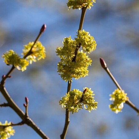 Lindera Obtusiloba - Susanne Nilsson, CC BY-SA 2.0 via Wikimedia Commons
