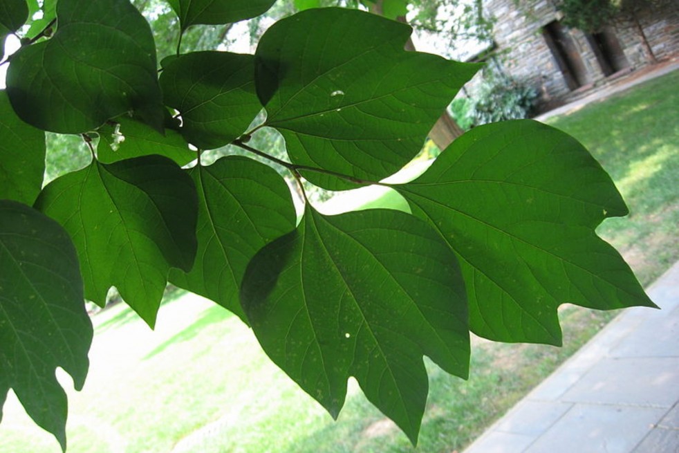 Lindera Obtusiloba - Chhe, Public domain, via Wikimedia Commons Lindera Obtusiloba - Chhe, Public domain, via Wikimedia Commons
