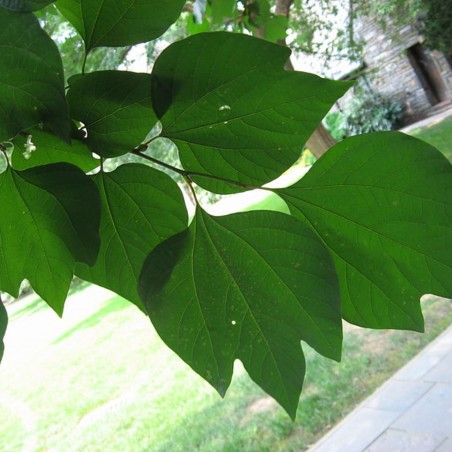 Lindera Obtusiloba - Chhe, Public domain, via Wikimedia Commons