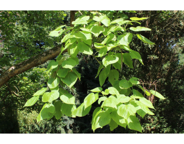 Groene trompetboom - Catalpa Bignonioides