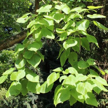 Indian-bean-tree - Catalpa Bignonioides