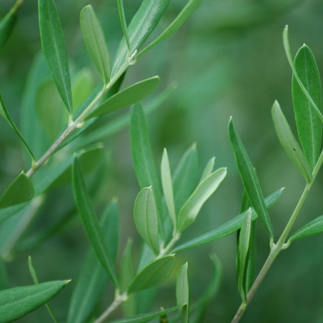 Pyramiden-Olivenbaum - Olea europea Pyramidalis