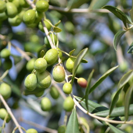 Pyramiden-Olivenbaum - Olea europea Pyramidalis