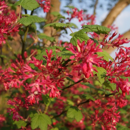 Blut-Johannisbeere Pulborough Scarlet - Ribes sanguineum Pulborough Scarlet