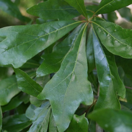 Chêne noir - Chêne d'eau - Chêne aquatique - Quercus Nigra
