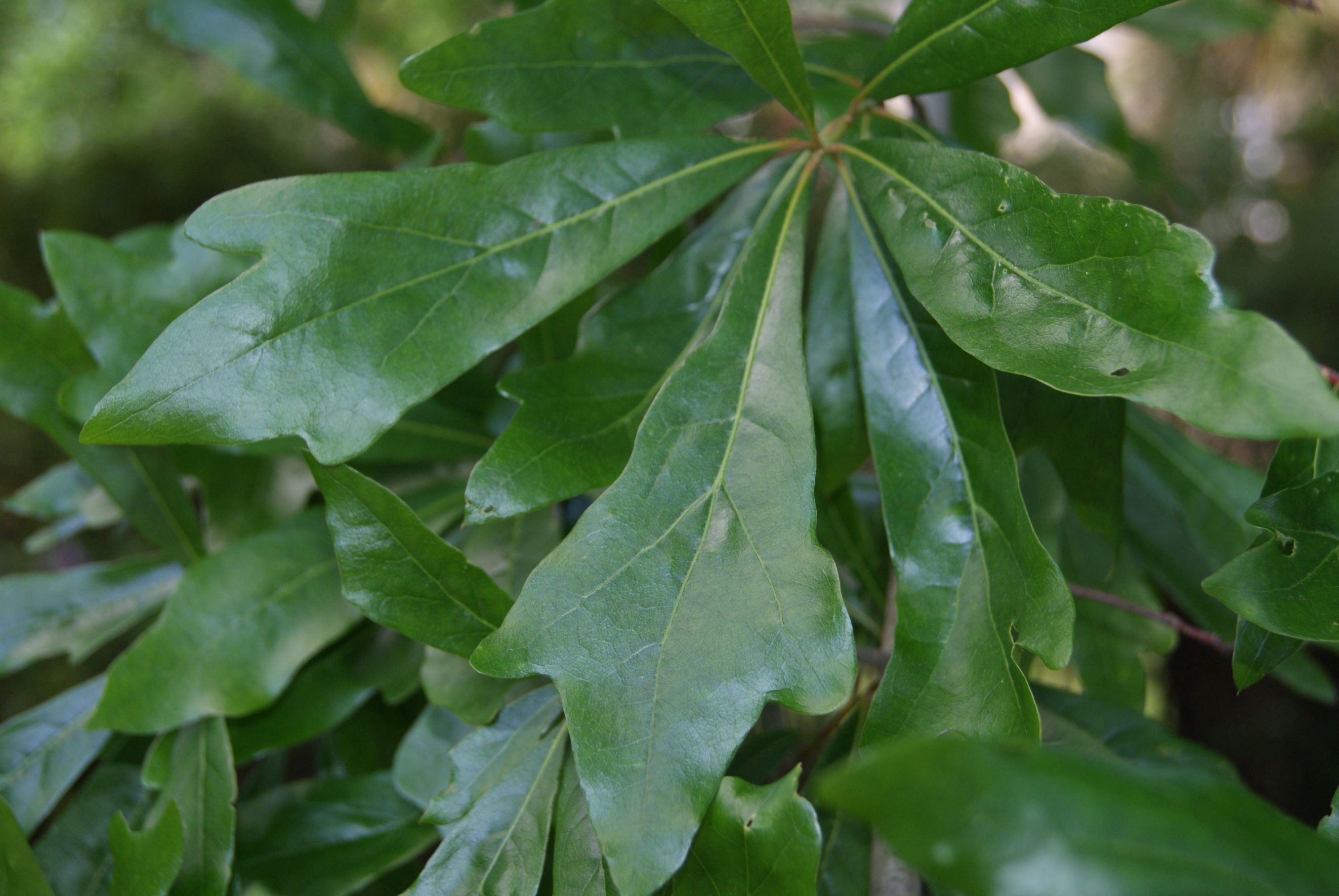 Water oak