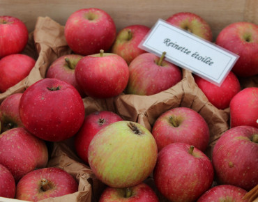 Apfelbaum Reinette Étoilée