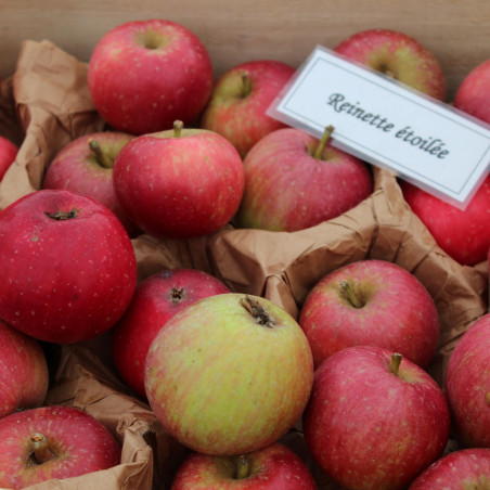 Reinette Étoilée appelboom - Malus domestica Reinette Étoilée