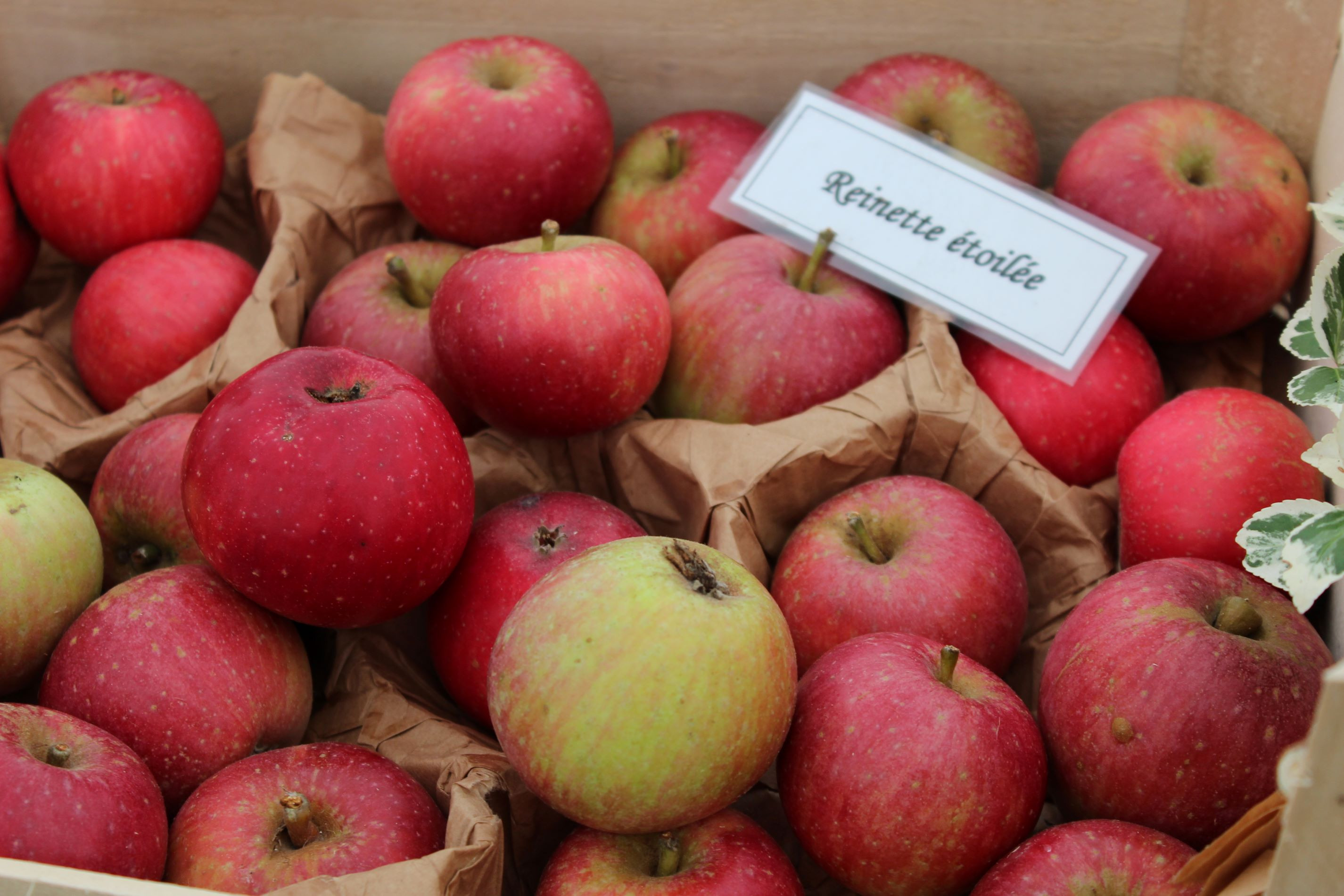 Apfelbaum Reinette Étoilée