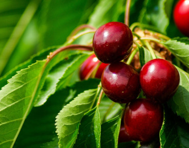 Prunus avium Butter Späte Knorpelkirsche - Jardins du Monde.be