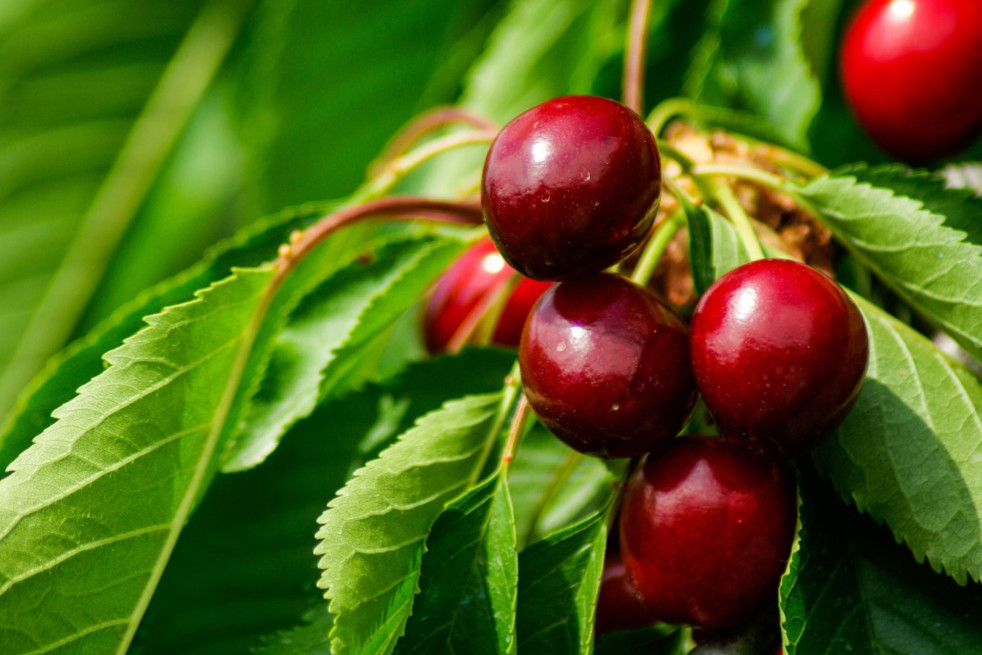 Prunus avium Butter Späte Knorpelkirsche - Jardins du Monde.be