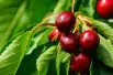 Prunus avium Butter Späte Knorpelkirsche - Jardins du Monde.be