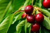 Prunus avium Butter Späte Knorpelkirsche - Jardins du Monde.be