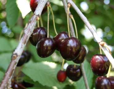 Prunus avium Stella - Stella Cherry tree - Jardins du Monde.be