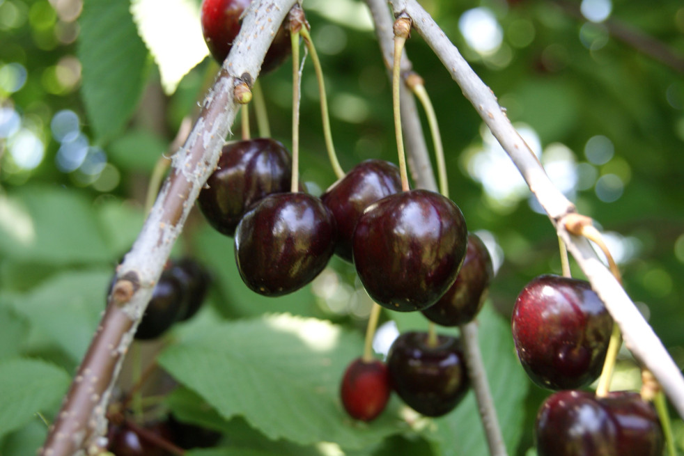 Prunus avium Stella - Stella Cherry tree - Jardins du Monde.be