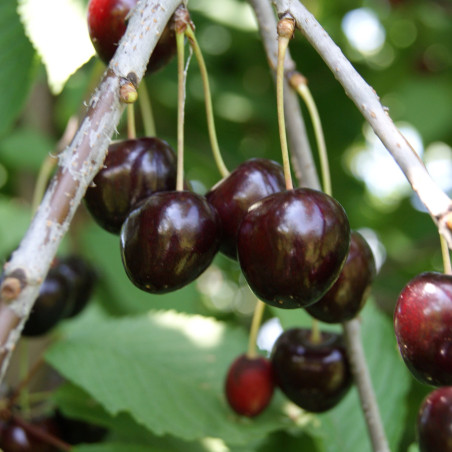 Prunus avium Stella - Süßkirsche Stella - Jardins du Monde.be