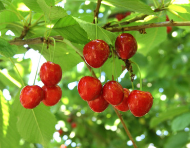 Prunus cerasus Griotte de Montmorency - Jardins du Monde.be