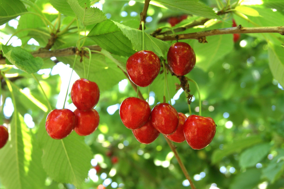 Prunus cerasus Griotte de Montmorency - Jardins du Monde.be