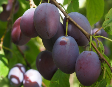 Prunus domestica Agen - Jardins du Monde.be