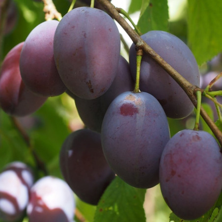 Prunus domestica Agen - Jardins du Monde.be